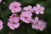 Pink soapwort flowers taken with macro lens