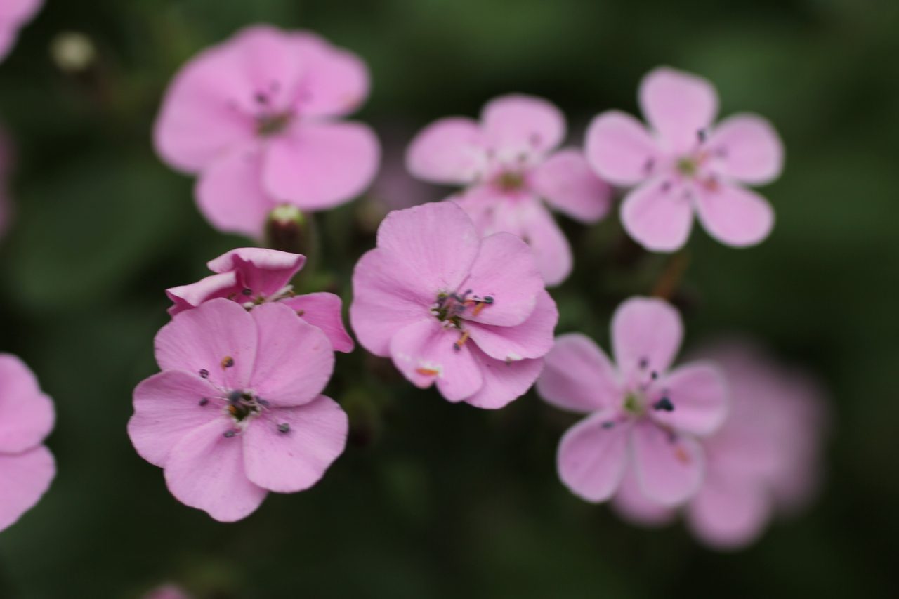 Pink Trailing Soapwort Flowers