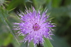 Pink thistle flower taken with macro lens