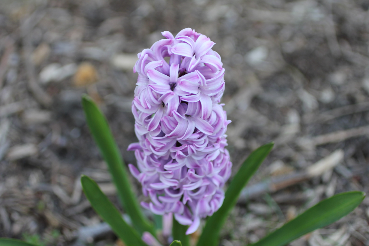 Pink Hyacinth at Peak Bloom