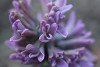 close up of a pink hyacinth with macro lens
