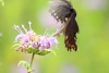 Pipevine swallowtail butterfly hovering over a Monarda flower taken with telephoto lens