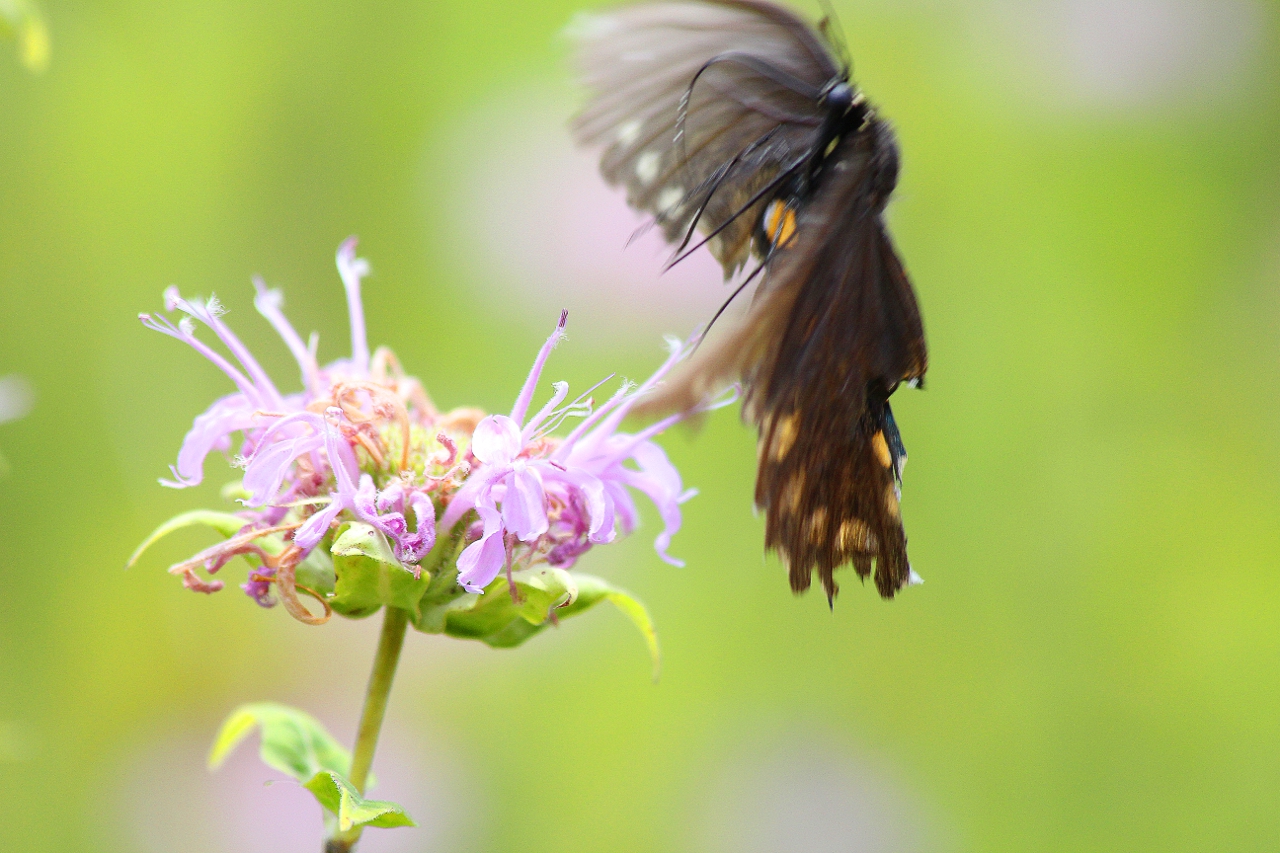Pipevine Swallowtail Butterfly Hovering Like and Angel