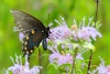 Pipevine swallowtail butterfly taken with telephoto lens
