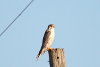 Prairie Falcon in Illinois