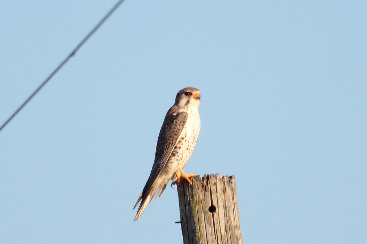 Prairie Falcon in Douglas County, Illinois