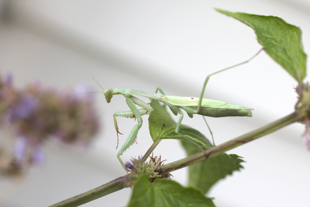 Praying Mantis on a Hyssop Plant