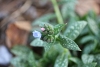 first flower blooms from pulmonaria taken with a macro lens