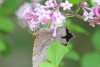 Question mark butterfly underside taken with telephoto lens