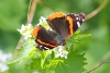 Red admiral butterfly taken with telephoto