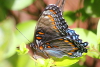 Red spotted purple butterfly on a shrub  taken with telephoto lens