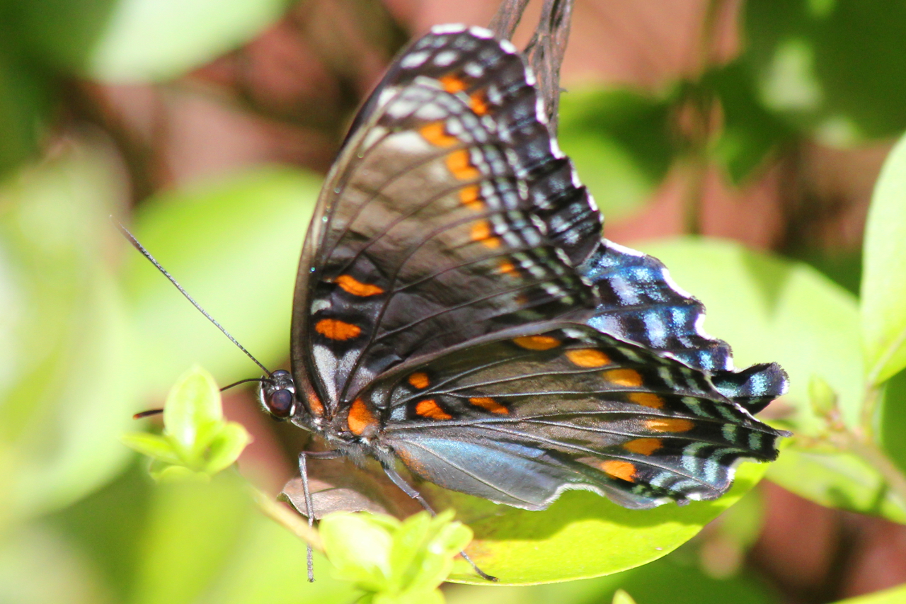 Red Spotted Purple Butterfly on a Shrub