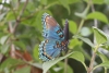 Red spotted purple butterfly taken with macro lens