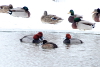 Redhead Ducks and Greater Scaup