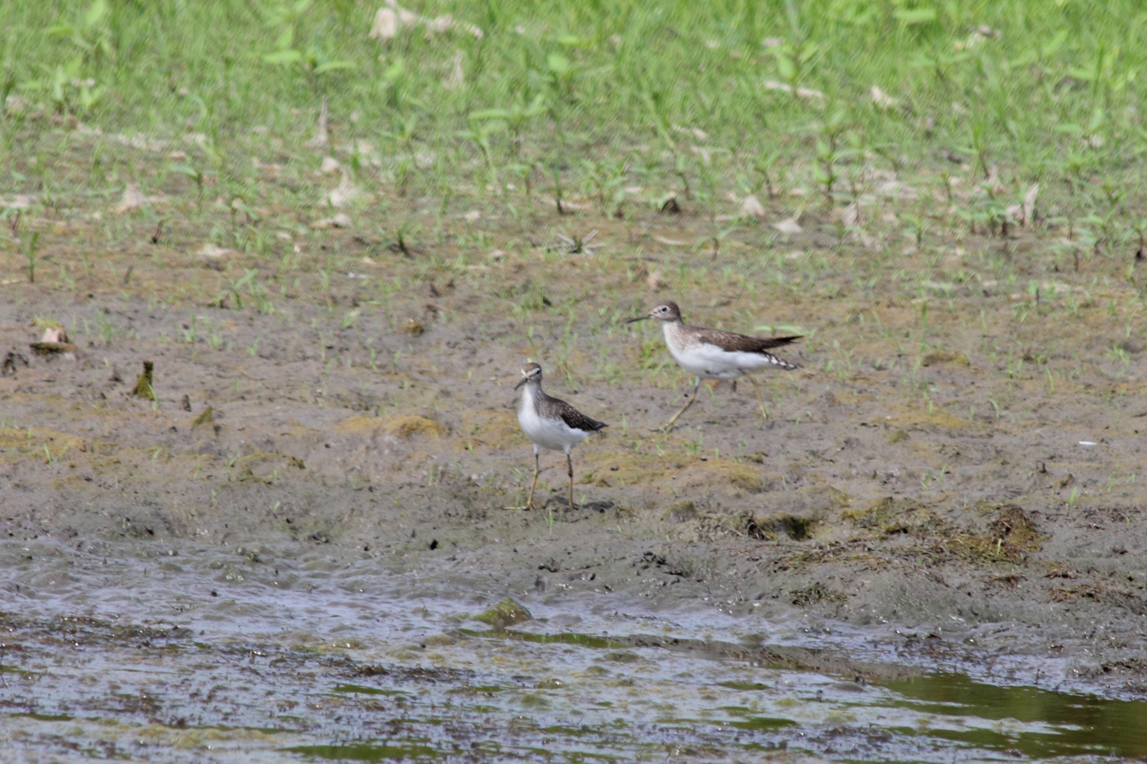 Solitary Sandpipers