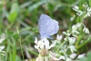 Spring azure butterfly taken with telephoto lens