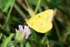 Sulfur butterfly taken with macro lens