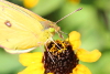 Face of a sulphur butterfly taken with 100mm macro lens