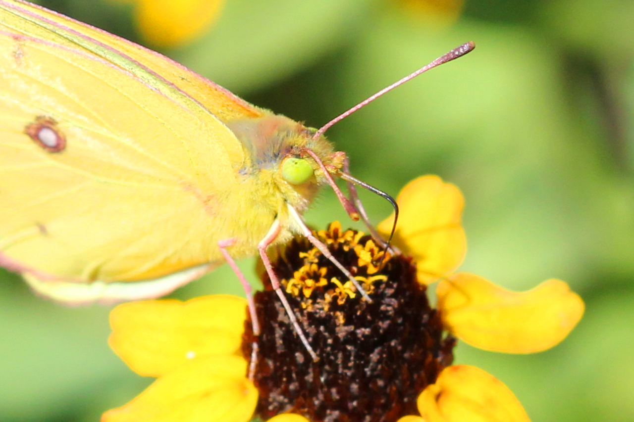 Face of a Sulphur Butterfly