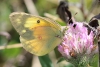 Sulphur butterfly on clover taken with macro lens