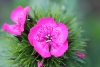 Sweet William flower taken with macro lens