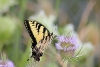 Eastern tiger swallowtail on a teasel flower taken with telephoto lens
