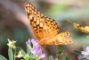 Variegated fritillary taken with telephoto lens