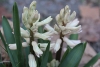 white hyacinth with macro lens