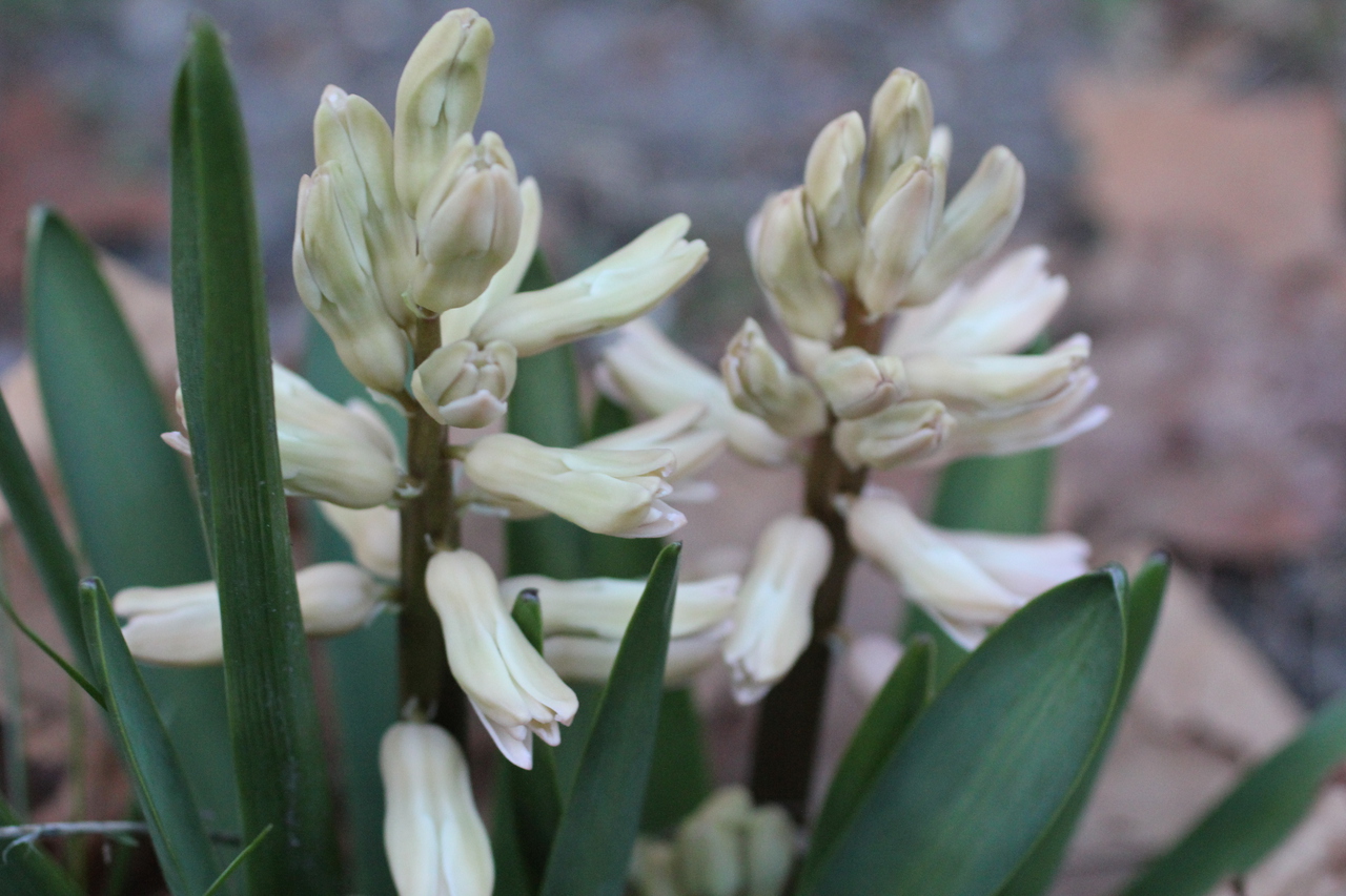 White Hyacinth Just Opened