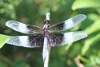 Widow skimmer dragonfly taken with macro lens