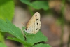 Wood satyr butterfly taken with telephoto lens