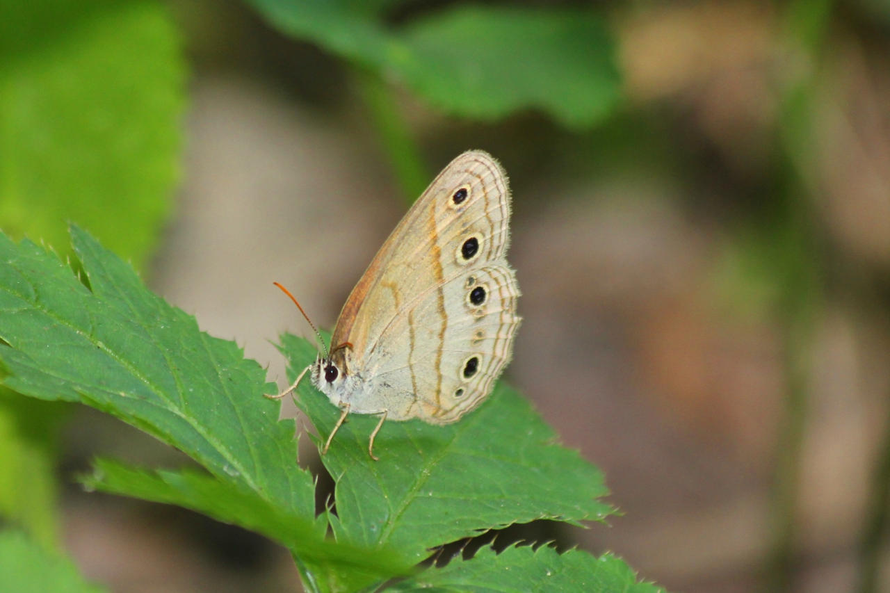 Wood Satyr Butterfly