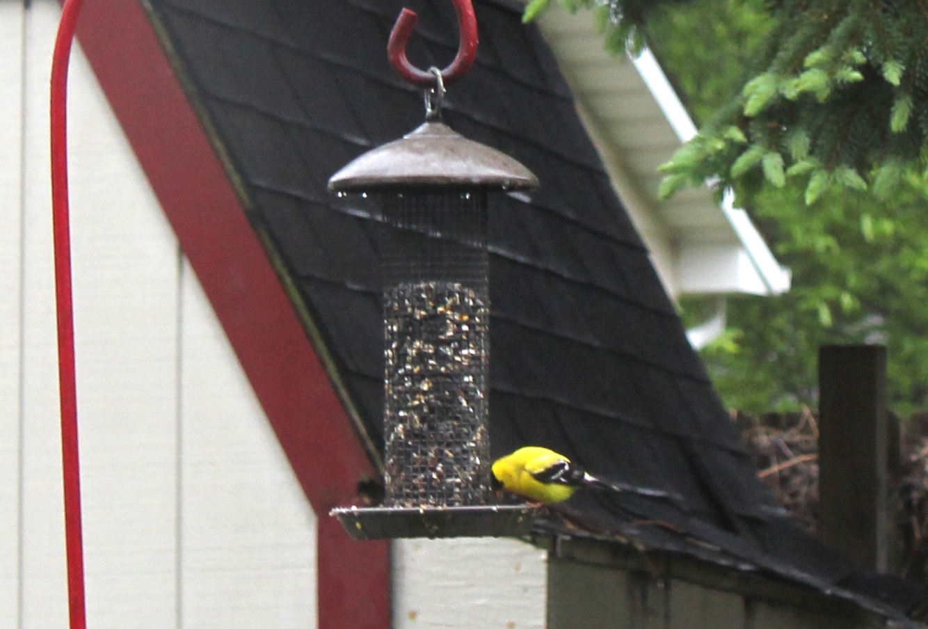 Another Yellow Finch Shot