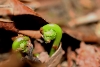 young fern fronds with macro lens