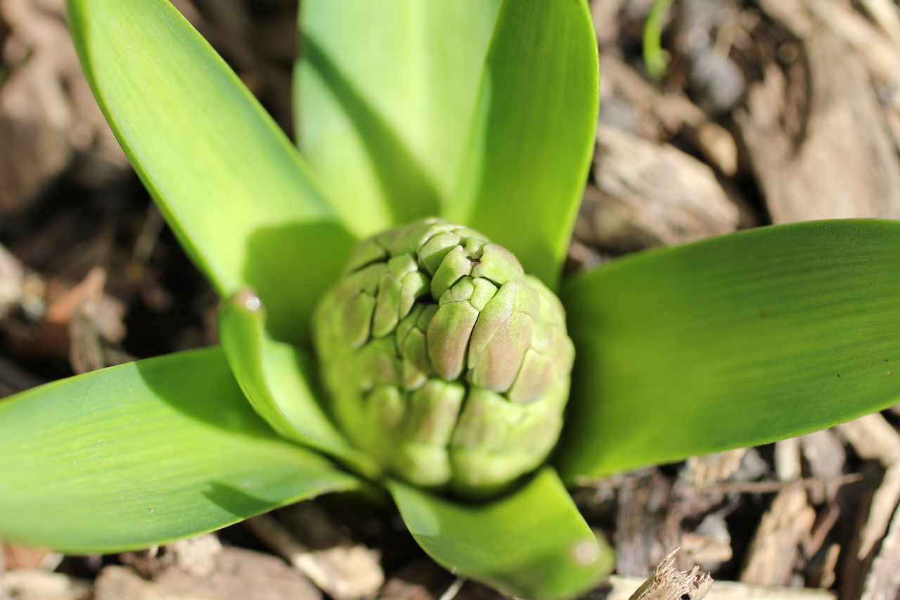Hyacinth Emerging