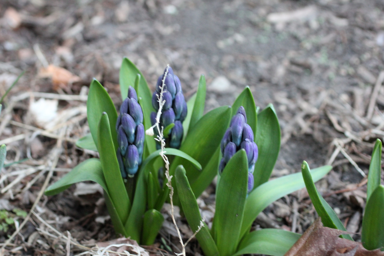 Purple Hyacinth Emerging