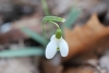 Snowdrop flower taken with macro lens