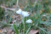 cluster of white squill with macro lens