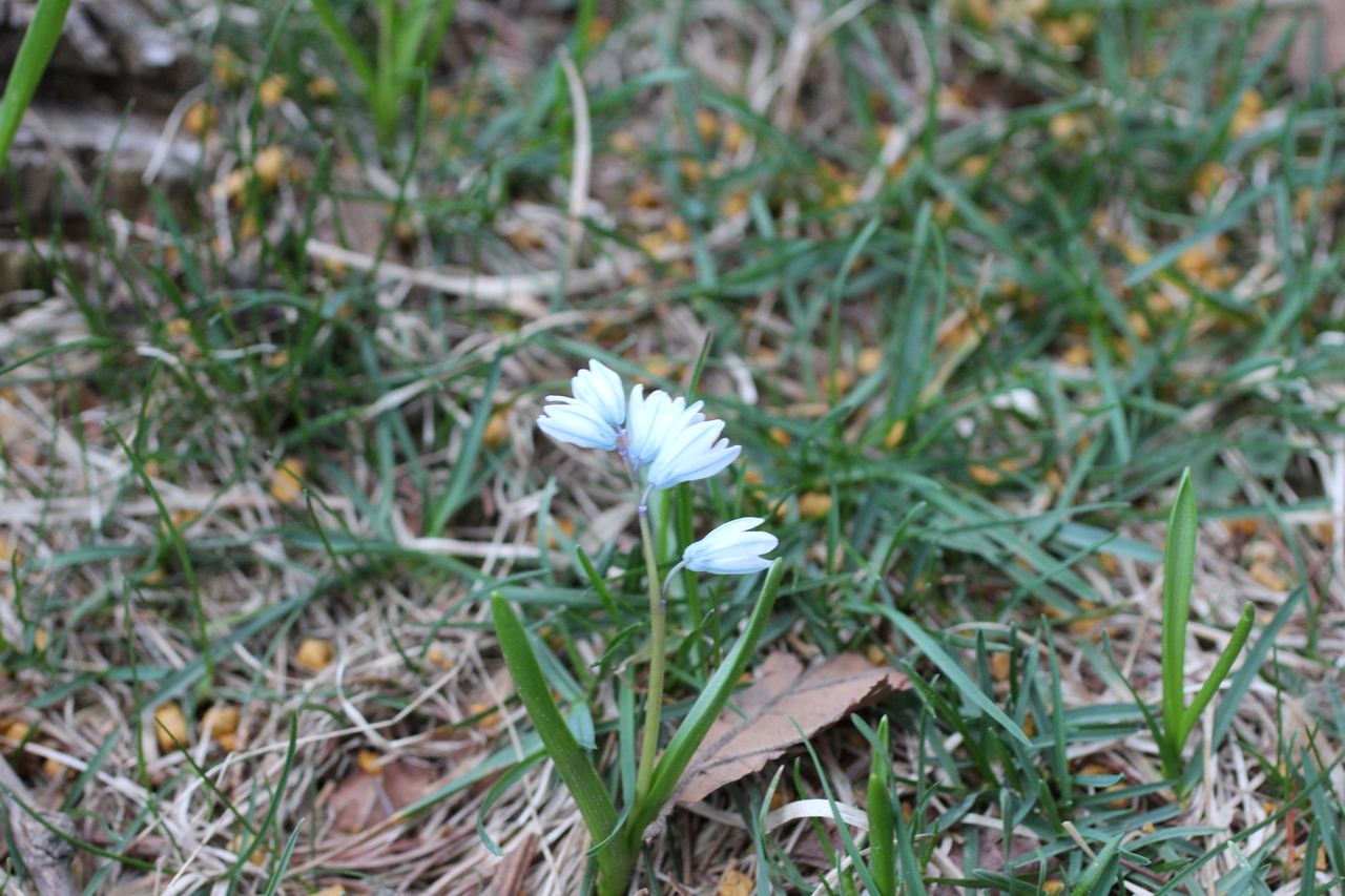 Second Cluster of White Squill
