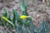 yellow daffodil with macro lens