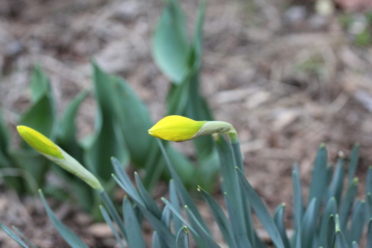 Yellow Daffodil Preparing to Bloom